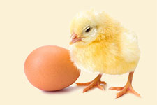 chick and organic egg